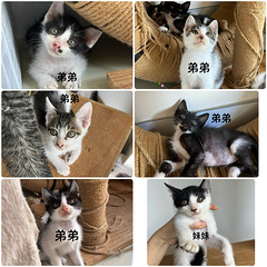 急！杭州临平自家生的田园小奶猫找领养