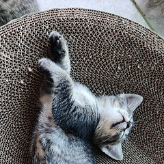 小奶猫免费领养