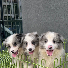 陨石边牧幼犬，三只灰白双色的小可爱，已接种狂犬疫苗和联苗