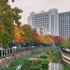 杭州最美的乌桕树秋叶最佳观赏期