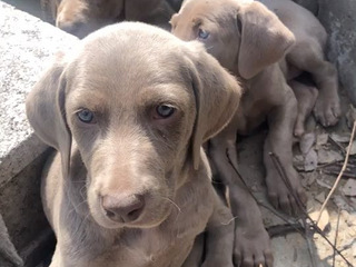 狗中贵族德国魏玛犬幼犬