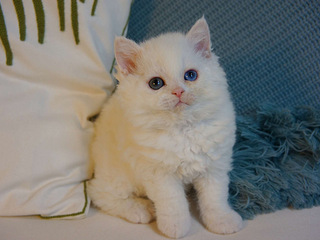 塞尔凯克卷毛猫特价清笼子