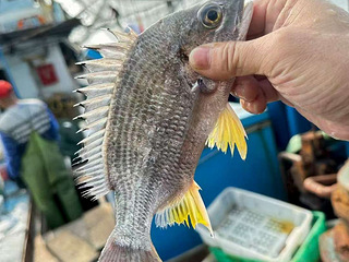 东山岛海鲜，各种天然鱼虾蟹都有，配送到家