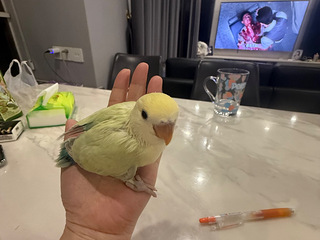 自家小鸟孵化，有喜欢的可以Q，手养绝对亲人