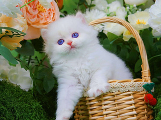 猫，一堆高脚，紫金点渐层和蓝金点渐层