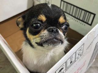 吉娃娃弟弟1岁