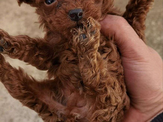 自家一窝小泰迪11.17生