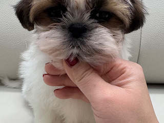 纯种极品西施弟弟找新家