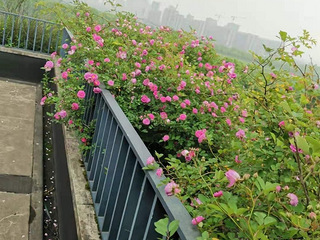 租房｜1300元 单间带60㎡独立大露台 宠物友好天花板