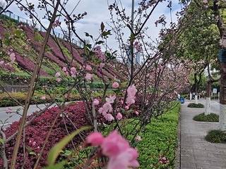 求租鲁能星城学校附近2室