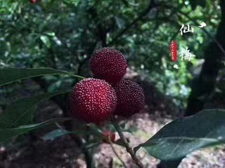 东魁杨梅，正宗的仙居东魁杨梅