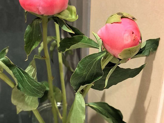 滨江区逸天广场求房东直租