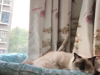 合租