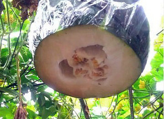 ľпǹϵĸܣ