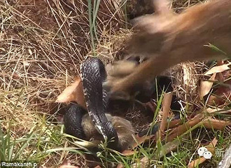 �ſ��ҵĺ��� ��Զ������� �������������񷴻�