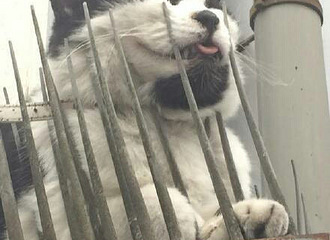 ���˸��䣬��������ط�˯��ѽ��