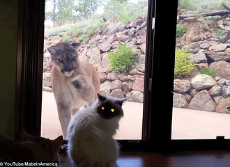 ����è���Ų���������ʨ�Ӷ��ź���η�壺���㰡����