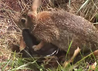 ���ߴ�ս��������Ϊ���̱������ �����ͣ�