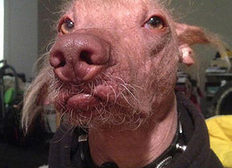 ������󹷹�����������Ҳ��ƴ��