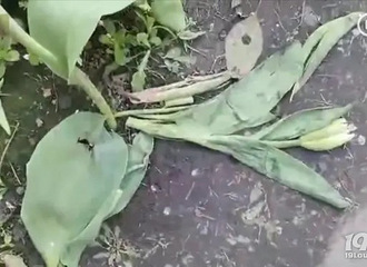 ȴοͲȻ̤ݣͻô