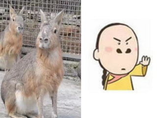 ���ݶ���԰�����¡��ˣ���������¹�������е�����������