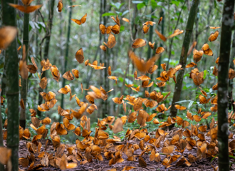 ��1��ֻ���������󱬷����������