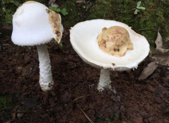 һ���Ŀ�ȫ�����ŵ�����3���㽭����11����ʳ����