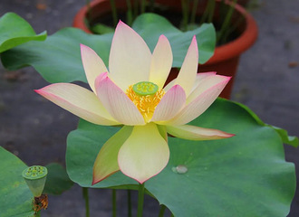 ���ò��񻰣�������ϲ���ϣ����Ҫ��ץ��