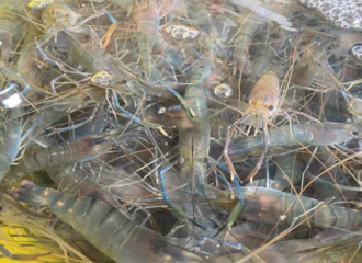 ������Ҳ�����֡����������ղ��벻���������۸��ѷ�����