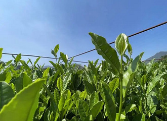 Ϣɹ˵󲿷ָֻӰ첻
