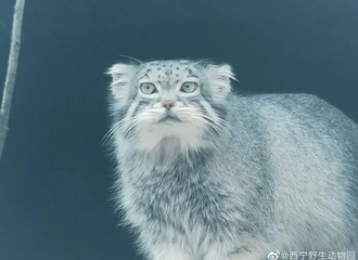 조˼㡱