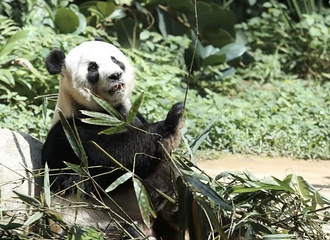 ���ˣ�����ֻ����è��Ҫ�ع���