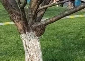 �׵���ͻȻ���𾯽��ߣ�������������