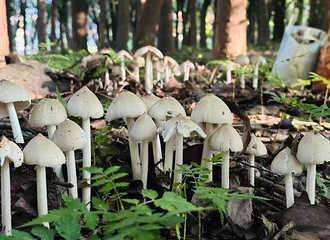 ǧһϹںݲ200ר