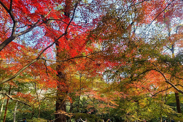 ��Ϫ��Ҷ�Ʋ�ϼ