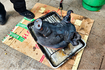 ����ϵ�С���������ͷ��