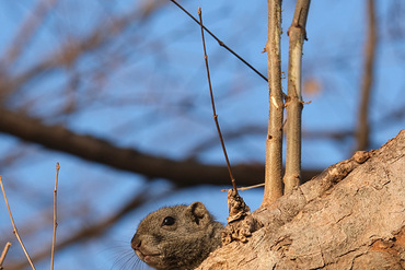 �ɰ���С����