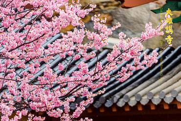 ��������   ӣ��ʢ��