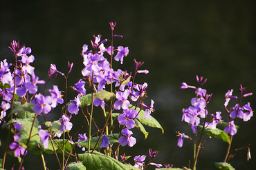 ԡ����̤��