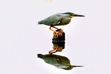 �ĺ�˳�ִ��˸���