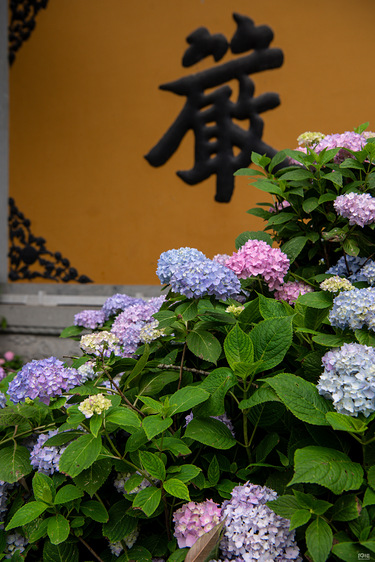 永福寺赏花
