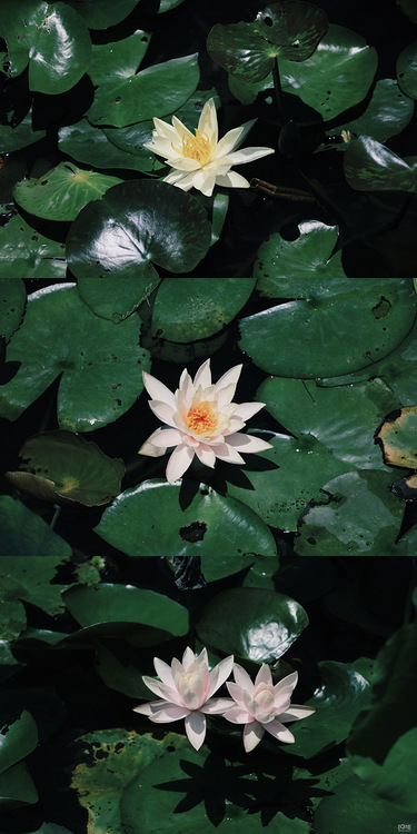 西溪湿地赏莲