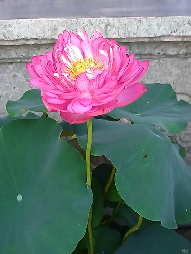 西湖荷莲展
