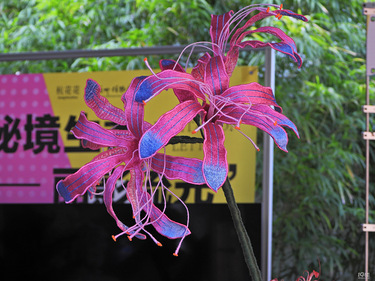 石蒜花精品展