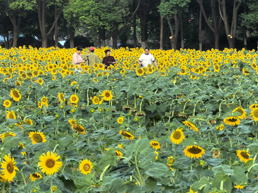向日葵花田