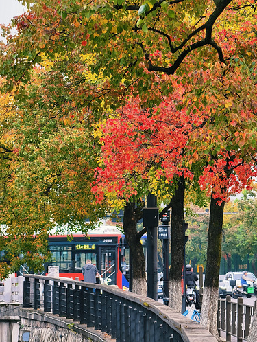 最佳观赏期到了