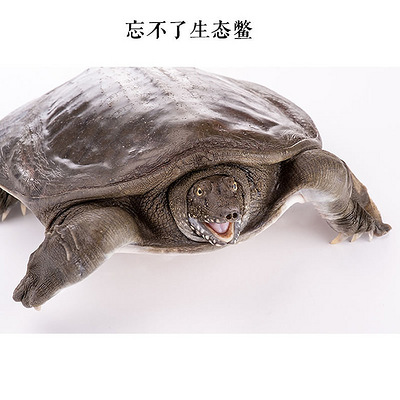 【忘不了】仿野生3年太湖花鳖 300克-400克
