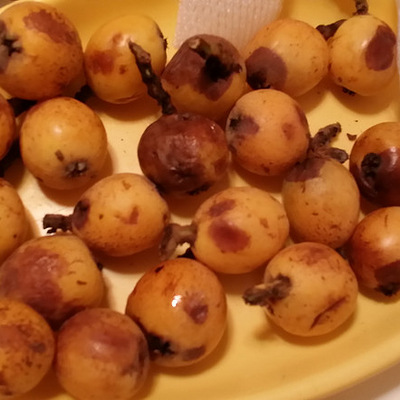 坞附件的,当地买真的很贵,这次看19楼在卖也去确认是特供的他们的枇杷