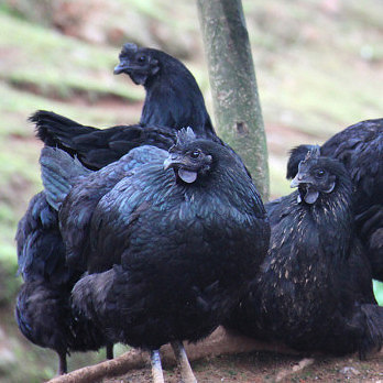 长兴 农家散养五黑乌骨鸡 1250g