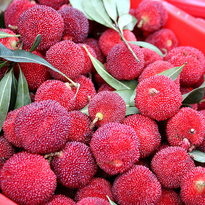 广东韶关东魁新鲜大杨梅3斤装 顺丰包邮